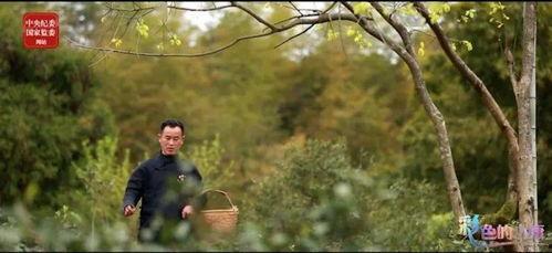 一片树叶爆料视频在线观看,带你一窥自然界的奥秘